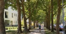 Fachseminar – (Mehr) Bäume in unseren Straßen und auf öffentlichen Plätzen